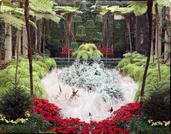 An indoor winter scene at Longwood Gardens. 